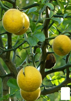 Понцірус Trifoliata (дикий лимон) (48855)
