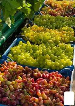 Виноград столовый (86873)