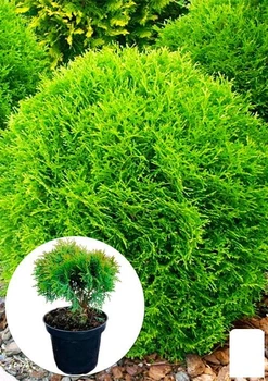 Туя західна "Danica" (Thuja occidentalis) С2, висота 15-20 см (71808)