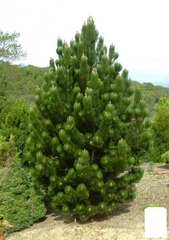 Сосна пирамидальная Румелийская "Pinus Peuce" (100044)