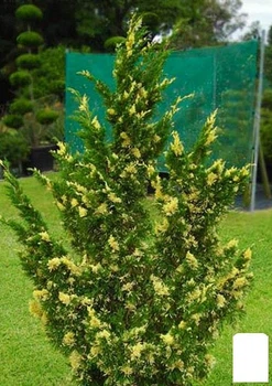 Можжевельник китайский "Stricta Variegata" вазон С1,5 высота 15-25см (102150)