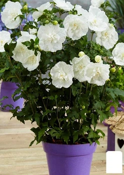 Гибискус сирийский "White Chiffon" С1,5 высота 35-45 см (102093)