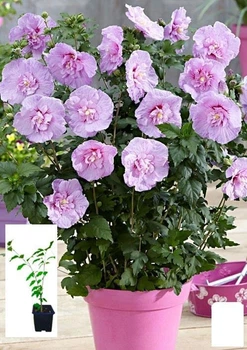 Гибискус сирийский "Lavender Chiffon" С1,5 высота 20-40 см (62131)