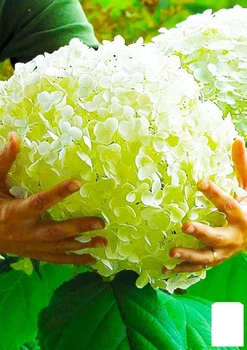 Гортензія деревоподібна крупноквіткова "Стронг Аннабель" (Hydrangea arborescens "Strong Annabelle") (64495)