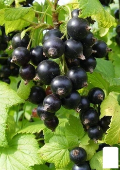 Смородина чёрная "Аметист" (средне-поздний срок созревания) (17527)