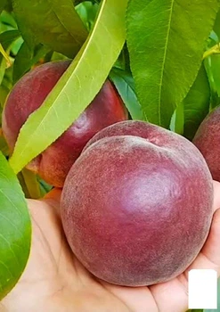 Персик "Роял Естет" (королівська серія, пізній термін дозрівання) (61952)