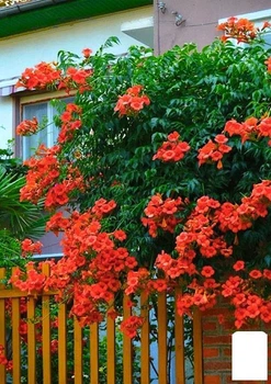 Кампсис оранжевый "Speciosa" (49872)
