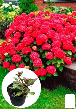 Гортензия крупнолистная "Red Angel" (45338)