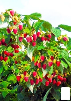 Малиновое дерево ярко-розовая "Ягодный букет" (Berry bouquet) (премиальный сорт, очень сладкий) (48191)