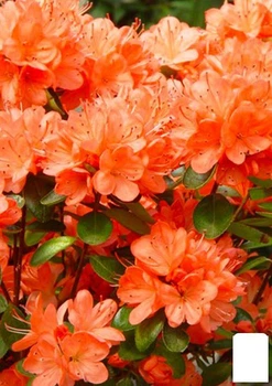 Азалія Японська "Гейша оранж"(Geisha Orange) (62752)