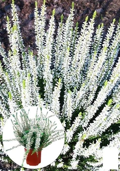 Вереск вечнозеленый "Long White" (52643)
