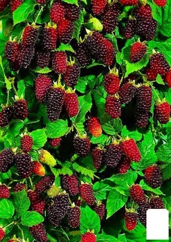 Малинно-ежевичный гибрид "Бойсенберри" (Boysenberry) (ремонтантный сорт, один из лучших гибридов) (23997)