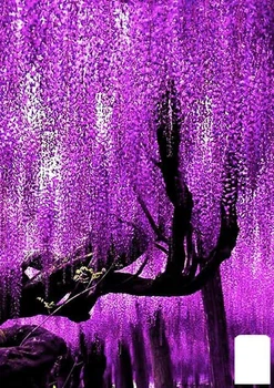 Глициния фиолетовая "Фиолетовый закат" (Purple sunset) (премиальный обильно цветущий сорт) (45975)