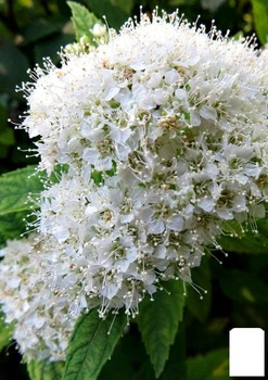 Спірея Японська "Albiflora" (горщик Р9) (102030)