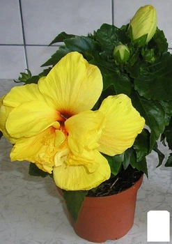 Гибискус комнатный махровый "Adonicus Double Yellow" (82591)