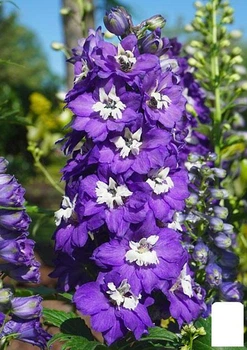 Дельфиниум махровый "Dark Blue White Bee" (72149)
