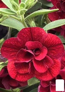 Калібрахоа Calita "Double Red" (контейнер №10, висота 10-15см) (64404)