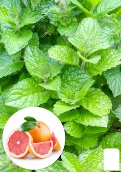 М'ята Грейпфрутова "Mentha piperita Grapefruit Mint" (51367)