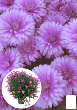 Астра ново-бельгійська "Fun Pink Dark" (С1,5 висота 20-30см) (105530)