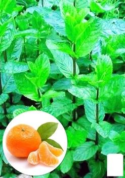 М'ята Мандаринова "Menta Thahi" (62367)