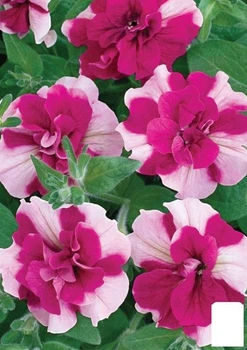 Петуния полуампельная Tumbelina "Rosy Ripple" (контейнер №10, высота 10-15см) (85384)