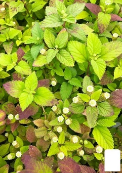 Сладкая трава ацтеков "Lippia dulcus" (подсластитель, лекарственное растение) (72067)