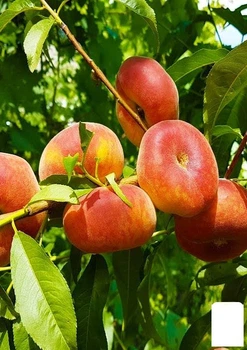 Инжирный персик "Свит Кап (Sweet Cap)" (летний сорт, средне-поздний срок созревания) (101885)