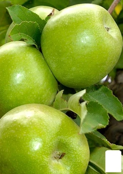 Яблоня "Гренни Смит" (зимний сорт, поздний срок созревания) (23463)