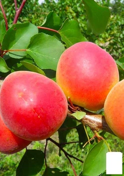Абрикос "Медіабель" (літній сорт, середній термін дозрівання) (61917)