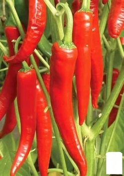 Перец острый "Пират" Agro-Market 20шт (46062)
