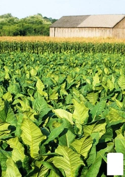 Насіння Тютюн курильний "Ява" Agro-Market 0.5г (45804)