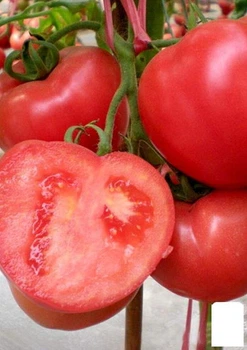 Томат "Honeymoon" Agro-Market 0.2г (36798)
