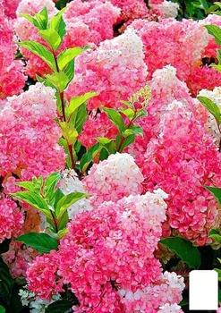 Гортензія хуртовина "Vanilla Fraise" (43943)