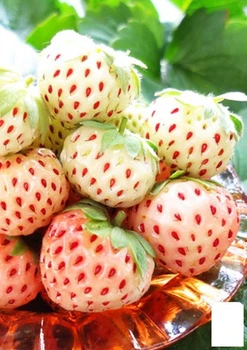 Клубника "Пайнберри" (Pineberry) (ремонтантный сорт, имеют вкус напоминающий ананас) (37313)