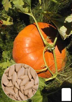 На развес Тыква " Болгарка" Agro-Market цена за 10г (22323)