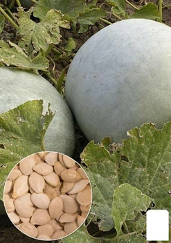 На развес Тыква "Волжская серая" Agro-Market цена за 10г (13396)
