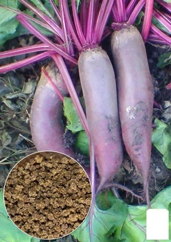 На вагу Буряк "Рокет" Agro-Market ціна за 10г (22209)