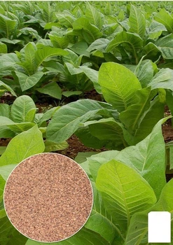 На вагу насіння Тютюн курильний "Східний" Agro-Market ціна за 1г (32185)