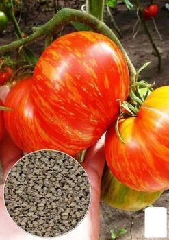 На развес Томат "Зебра оранжевая" Agro-Market цена за 1г (32065)