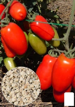 На вагу Томат "Кібіц" Agro-Market ціна за 2г (32275)