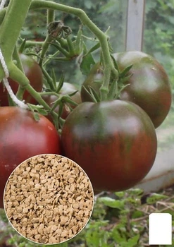 На вагу Томат "Чорний принц" Agro-Market ціна за 1г (32090)