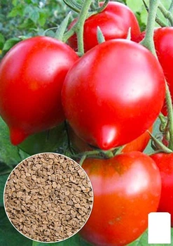 На развес Томат "Примадонна F1" Agro-Market цена за 1г (22174)