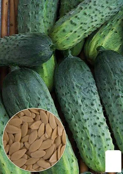Насіння Огірок "Ліліпут" ТМ "Agro-Market" ціна за 2г (35700)