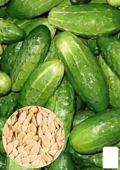 Насіння Огірок "Бригадний" ТМ "Agro-Market" ціна за 5г (13327)