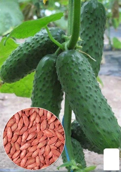 На развес Огурец "Самоопыляемый" Agro-Market цена за 1г (35746)
