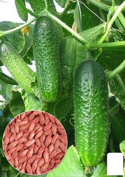 На развес Огурец "Соседу на зависть" Agro-Market цена за 1г (35744)