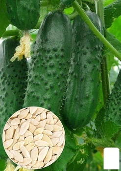 На вагу Огірок "Фенікс 640" Agro-Market ціна за 5г (22118)