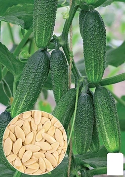 На развес Огурец "Хрустящий" Agro-Market цена за 5г (22113)