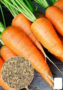 На развес Морковь "Артек" Agro-Market цена за 10г (22205)