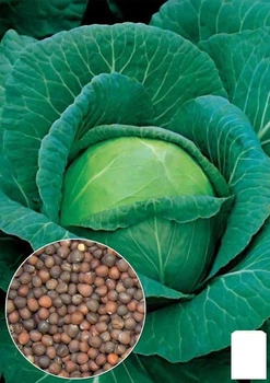 На вагу Капуста "Амагер" Agro-Market ціна за 6г (13389)